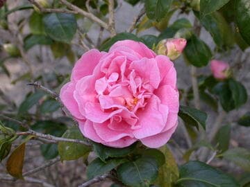 Camellia japonica 'Marie Mackall'