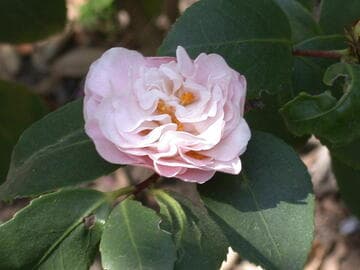 Camellia 'High Fragrance'