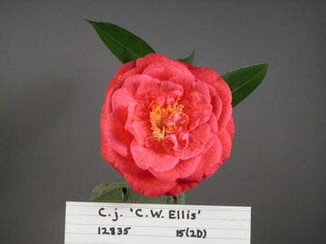 Camellia japonica 'G. W. Ellis'