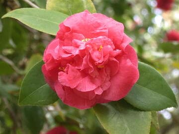 Camellia japonica 'Betty Sheffield Pink'