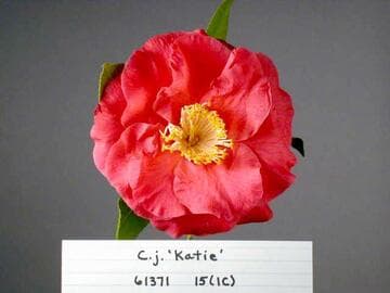 Camellia japonica 'Katie'