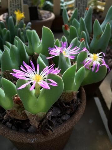 Conophytum regale