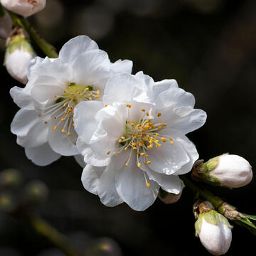 Prunus persica 'Early White'