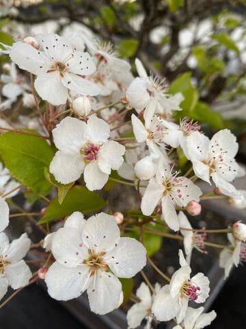 Pyrus calleryana