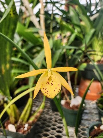 x Brassocattleya Davie Stars