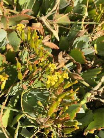 Kalanchoe longiflora