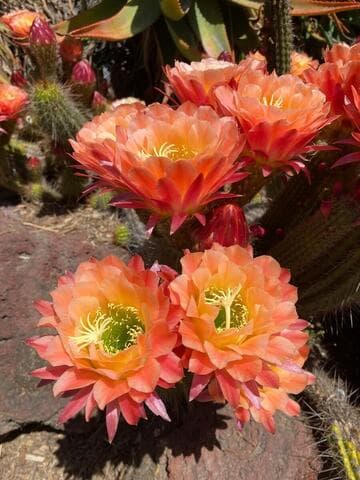 Echinopsis 'Apricot Glow'