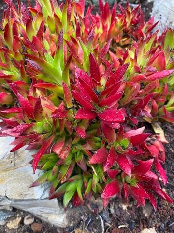 Crassula capitella ssp. thyrsiflora 'Tsurue Scarlet Coral'