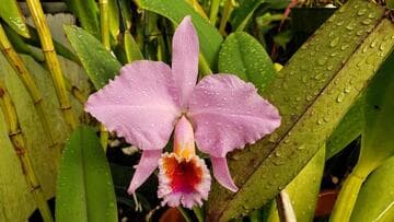 Cattleya maxima 'Chadwick's Dark' AM/AOS