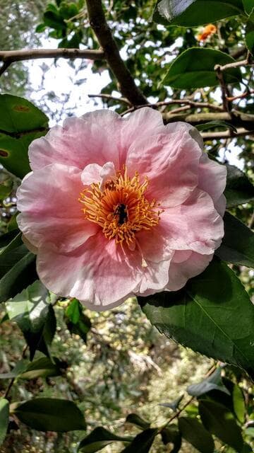 Camellia japonica 'Akebono' (Dawn)