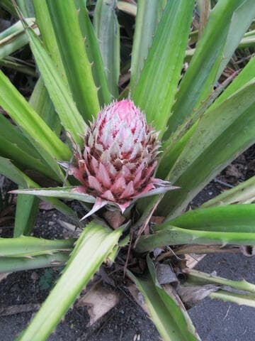 Aechmea magdalenae