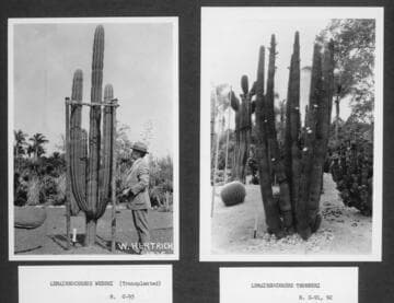Desert garden views of lemaireocereus specimens