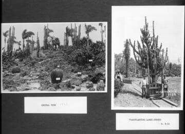 Desert garden photographs of general view and cereus being transplanted