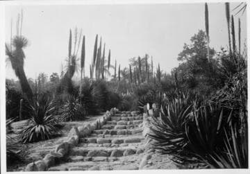Collection of dasylirions in the desert garden, 1942