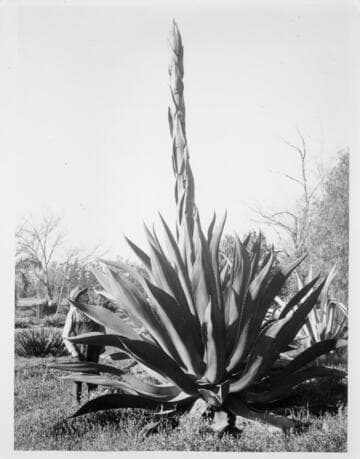 Agave atrovirens