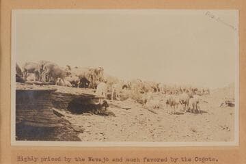 Highly priced by the Navajo and much favored by the Coyote