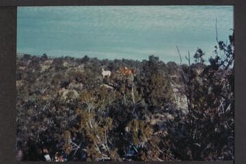 Horses above ravines south of Robbers Roost Canyon; tributary of Diamond Creek