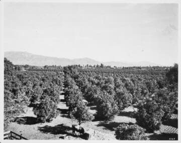 Orange orchard northwest of Alhambra