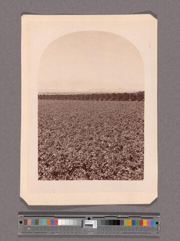 Sunny Slope from the wine buildings