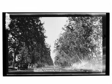 Sycamore trees, "F" St., Oxnard, Calif