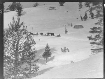 Mule & horse teams pulling sleds up snowy path