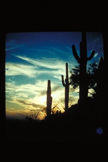 Sunset through cactus; Camelback
