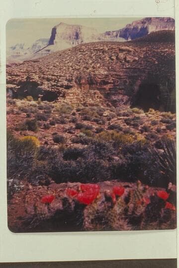 Geike Peak in background; Turquoise Canyon in middle distance. Flowering cactus