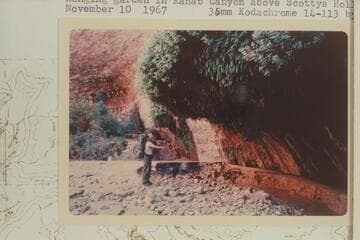 Hanging garden in Kanab Canyon above Scottys Hollow