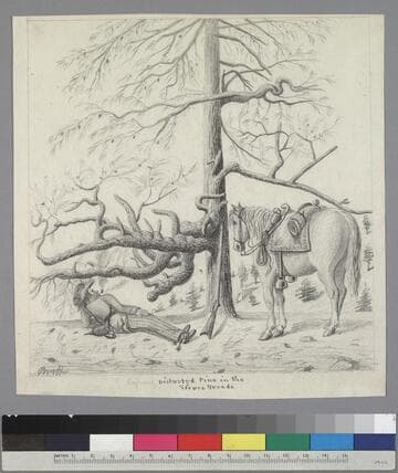 Distorted Pine in the Sierra Nevada