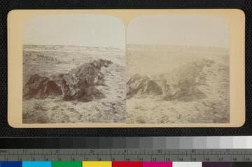 Petrified Forest