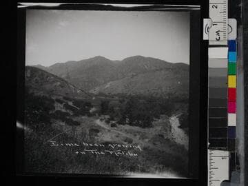 Lima bean growing on the Malibu