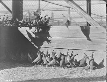 Poultry Book - State Game Farm, Chino