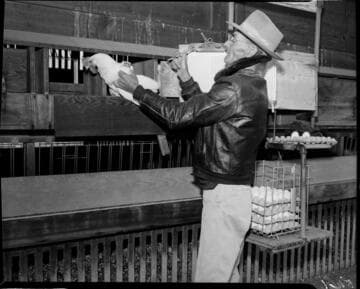 Farmer holding hen and noting ID number