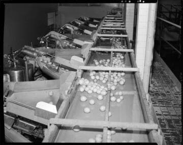 Lemon Exchange -- fruit sorting equipment