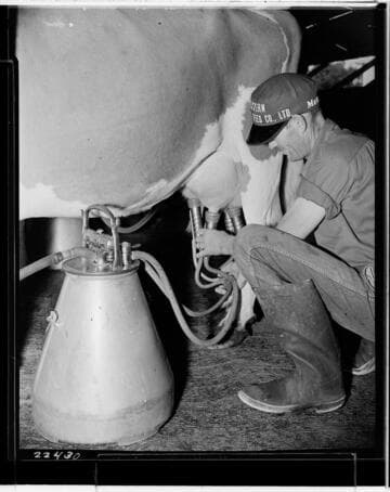 D1 - Dairy - Electrical Times Dairy Series