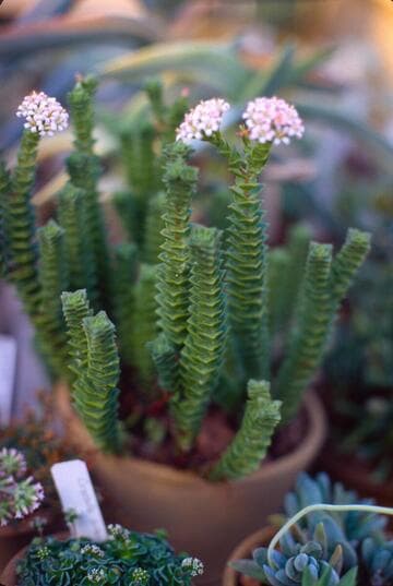 Crassula 'Pink Pagoda'