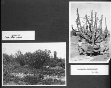 Desert garden view and a cereus being transplanted