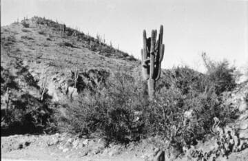 Carnegiea gigantea in its native habitat