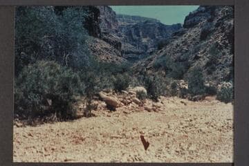 Kaibab rim in distance above east arm of Separation Canyon