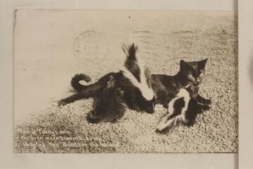 Two of Tabby's own children were drowned, so she adopted two "Babes of the Woods."