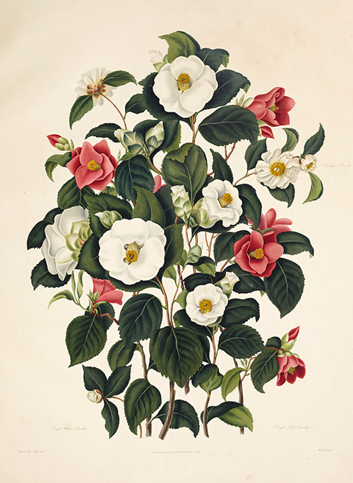 Samuel Curtis (1779–1860), A Monograph on the Genus Camellia, with illustrations by Clara Maria Pope (d. 1838). London: John and Arthur Arch, 1819. The Huntington Library, Art Collections, and Botanical Gardens. Samuel Curtis (1779–1860), A Monograph on the Genus Camellia, with illustrations by Clara Maria Pope (d. 1838). London: John and Arthur Arch, 1819. The Huntington Library, Art Collections, and Botanical Gardens.