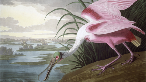 The Roseate Spoonbill, plate no. 65 The Roseate Spoonbill, plate no. 65