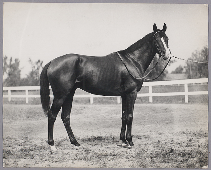 If California Chrome wins this weekend, he will become the 12th horse to win the Triple Crown. Above is Gallant Fox, Triple Crown winner from 1930. From William Woodward, Gallant Fox: A Memoir (New York: Privately printed, 1931).